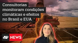 Hora H do Agro: Safra americana pode influenciar preço do milho no Brasil