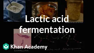 Lactic acid fermentation | Cellular respiration | Biology | Khan Academy