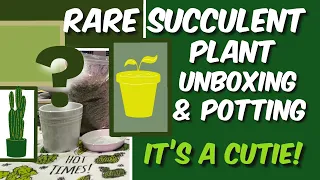 189: Unboxing Rare Succulent & Potting It Up In Le Creuset Stoneware Planter + Care Tips!