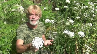 Comment reconnaitre la carotte sauvage, les 3 critères