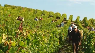 The Great French Wines | Bordeaux: Château Cheval Blanc and Château Ausone