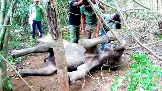 Innocent Elephant with injured mouth suffering from severe infection, treated by veterinarians