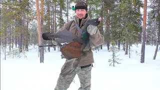 НАШЁЛ СТАЮ ГЛУХАРЕЙ! ОХОТА НА БОЛЬШУЮ СЕВЕРНУЮ ПТИЦУ С МЕЛКАШКОЙ. ПОХОД НА ЛЫЖАХ ПО БОЛЬШОМУ БОЛОТУ