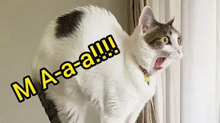Best Funny Animal Videos Of The 2021 🤣  Funny Wild And Farm Animals Videos 🐴🦍 - Funny Animals