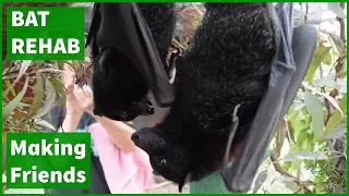 Flying foxes meeting each other for the first time -  Bonnie meets Phoebe
