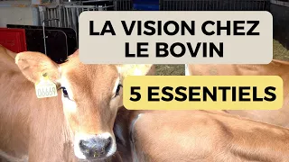 5 essentiels sur la vision de la vache