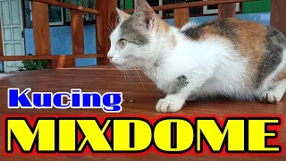 APA ITU KUCING MIXDOME❓MENGENALI CIRI KUCING MIXDOME