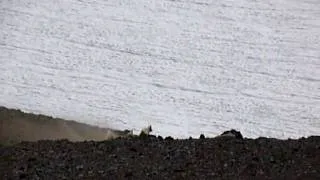 Mountain Goats - 2 nannies and 2 kids