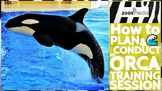 How to plan & conduct an ORCA TRAINING SESSION at Loro Parque | zoos.media