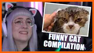 MIAU! 🔥 Funny Cat Compilation | Reaktion