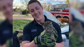 Firefighters rescue kitten stuck in car