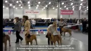 "Russia" 2012. Bullmastif ring. Part 3