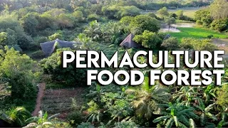 Abundant 28 Year Old Food Forest, Permaculture Farm Tour - Part2 - Krishna Mckenzie, Solitude farm