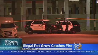 Firefighters Stumble Onto Downtown LA Pot Grow