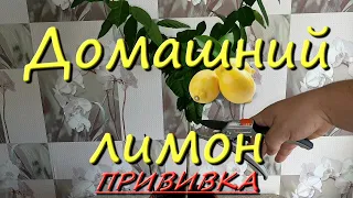 Как Привить Лимон В Домашних Условиях Лимон Из Косточки В Горшке Домашний Лимон