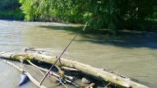 Ловля усача. Barbel fishing #fishing