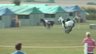 Horse bolts video!