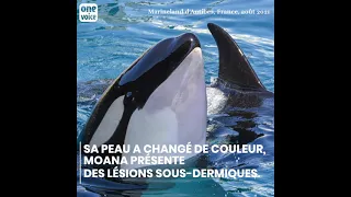 Moana, un jeune orque en piteuse santé au Marineland d’Antibes