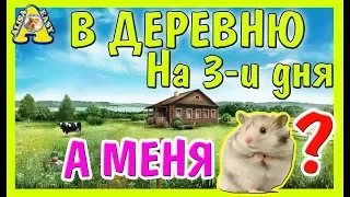 ОСТАВИТЬ ХОМЯКА НА 3 ДНЯ? / ХОМЯК ОДИН ДОМА / ВЗЯТЬ С СОБОЙ? / КУДА ДЕТЬ ХОМЯКА? / Alisa easy