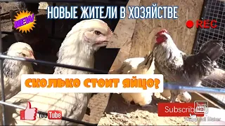 ОБЗАВЕЛИСЬ ХОЗЯЙСТВОМ НОВЫЙ ДОМ ДЛЯ ПТИЦЫ КУРЫ ДОМИНАНТ БЕЛОРЕЧЕНСКАЯ И ЛОМАН БРАУН