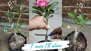 Hacer injerto plano fácil y rápido en flor o rosa del desierto - Adenium