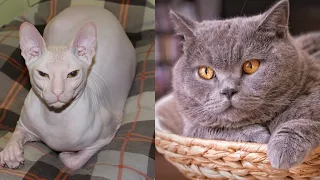 Семья решила скрестить канадского сфинкса и британскую кошку, они ОПЕШИЛИ когда увидели котят