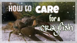 How to care for a Crayfish || All the Basics