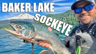 Baker Lake Sockeye Salmon