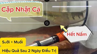 Cập Nhật Chữa Nấm Cho Cá Lóc Cảnh - Cập Nhật Cá Shop Vario Lê Hà Nội