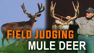Deer scoring - the easy way! How to Field Judge Mule Deer with Mike Eastman