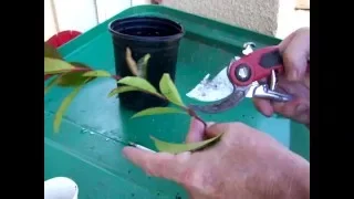 How to grow🌳Photinia from cuttings and other bushes DIY