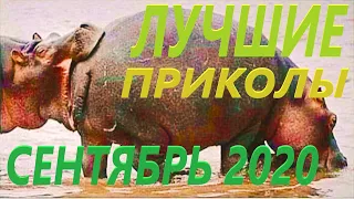 ЛУЧШИЕ ПРИКОЛЫ СЕНТЯБРЯ 2020 | ЛЮТЫЕ | СМЕХ | ДО СЛЕЗ| РЖАКА | УГАР | ЧУДИКИ ИЗ СОЦСЕТЕЙ | КОШКИ |#1