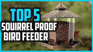 ✅Top 5 Best Squirrel Proof Bird Feeder in 2024