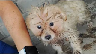 They discovered a muddy stray puppy on a rainy day, and his intelligence amazed them at home!