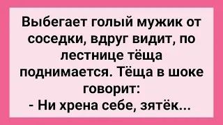 Теща Застала Зятя у Соседки! Сборник Свежих Смешных Жизненных Анекдотов!