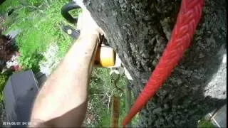 Huge tree take down Tree Climber POV