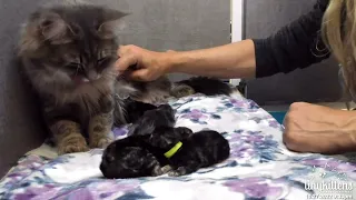 Shelly visits 2 day old kittens!