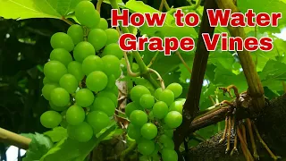 PAANO DILIGAN ANG MGA TANIM NA UBAS | HOW TO WATER GRAPE VINES