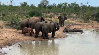 Sebakwe Tries to Chase Away Rhinos at the Waterhole | with Baby Elephant Khanyisa Close By