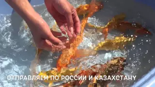 Японский Карп Кои Cyprinus carpio продажа оптом