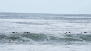 Wave swallows surfer then Pelicans surf the air