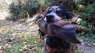 Amaç Çulluk Avı. Araç KİRA .Çulluk Avları.caccia alla Beccaccia Woodcock Hunting.chasse a la Becasse