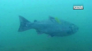 СИМА. О чём молчат рыбы 103 Oncorhynchus masou