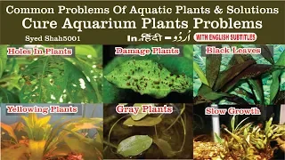 Common problems of aquarium Plant Deficiencies  yellow & damage leaves