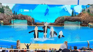 [4K June 2022] Orca Encounter Full Show - Seaworld San Diego