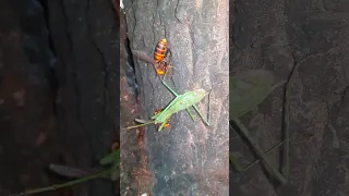 (자막 있음) 왕사마귀 vs 장수말벌 オオカマキリ vs オオスズメバチ Praying Mantis vs Asian Giant Hornet