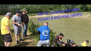 TRIP TO YOSHIKIGOI KOI FARM POLAND & MUD POND HARVEST