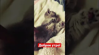 Доброе утро! #животные #приколы #shotrs #смешныекошки #animals #cat #смешныеживотные