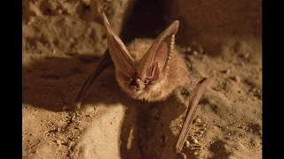 Stealthy Bats Counter Moth Defenses