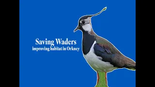 The RSPB is working with landowners and farmers in Orkney to boost the fortunes of breeding waders